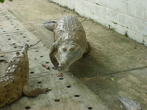 Image of Crocodylus