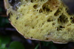 Image of Suillaceae