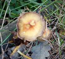 Image of unclassified Agaricales