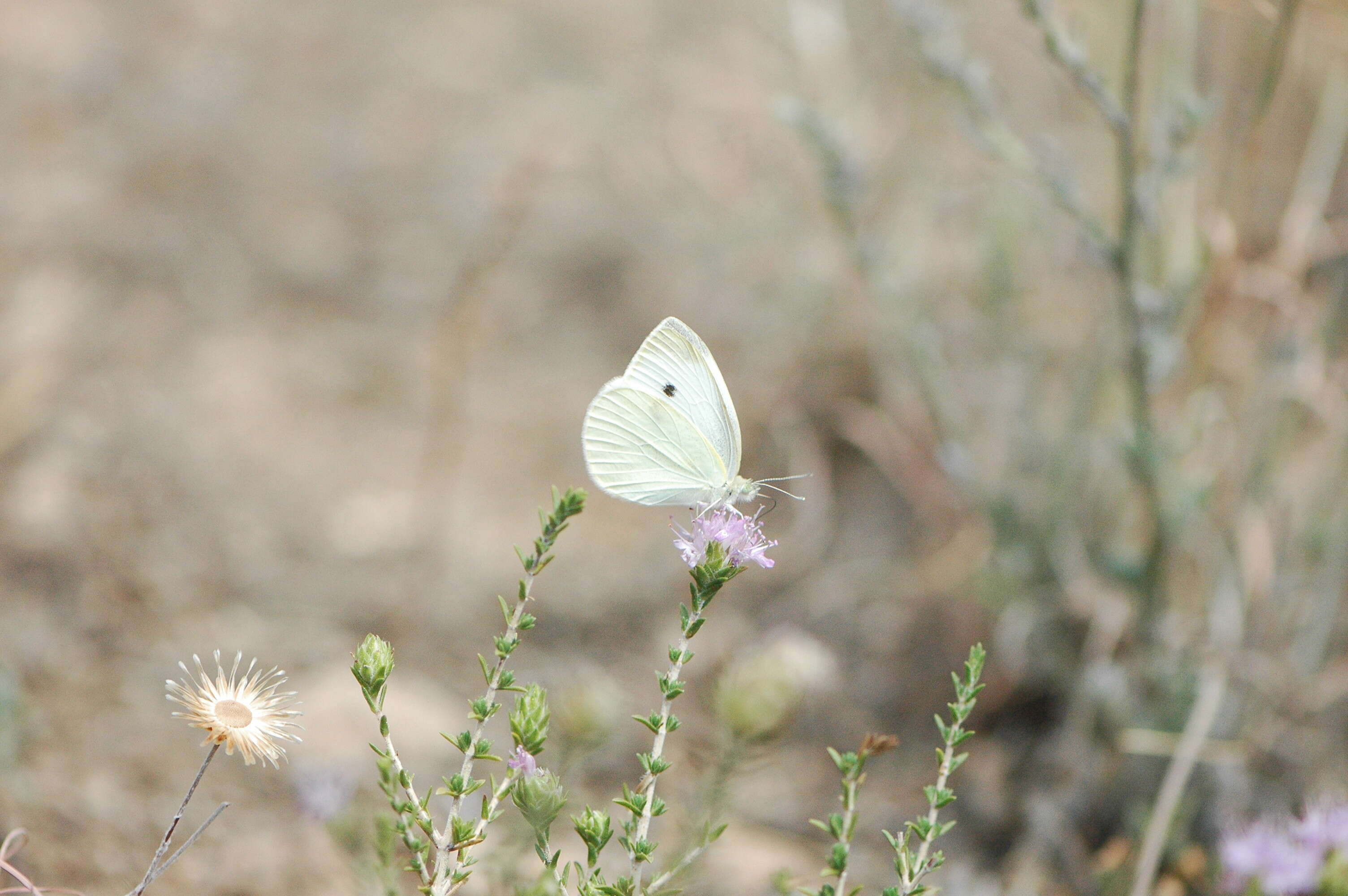 Image of small white