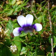 Image de Viola hederacea Labill.