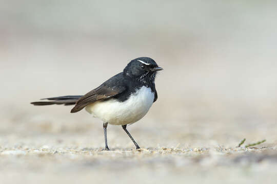 Image of Willie Wagtail