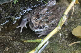 Image de Rhinella Fitzinger 1826