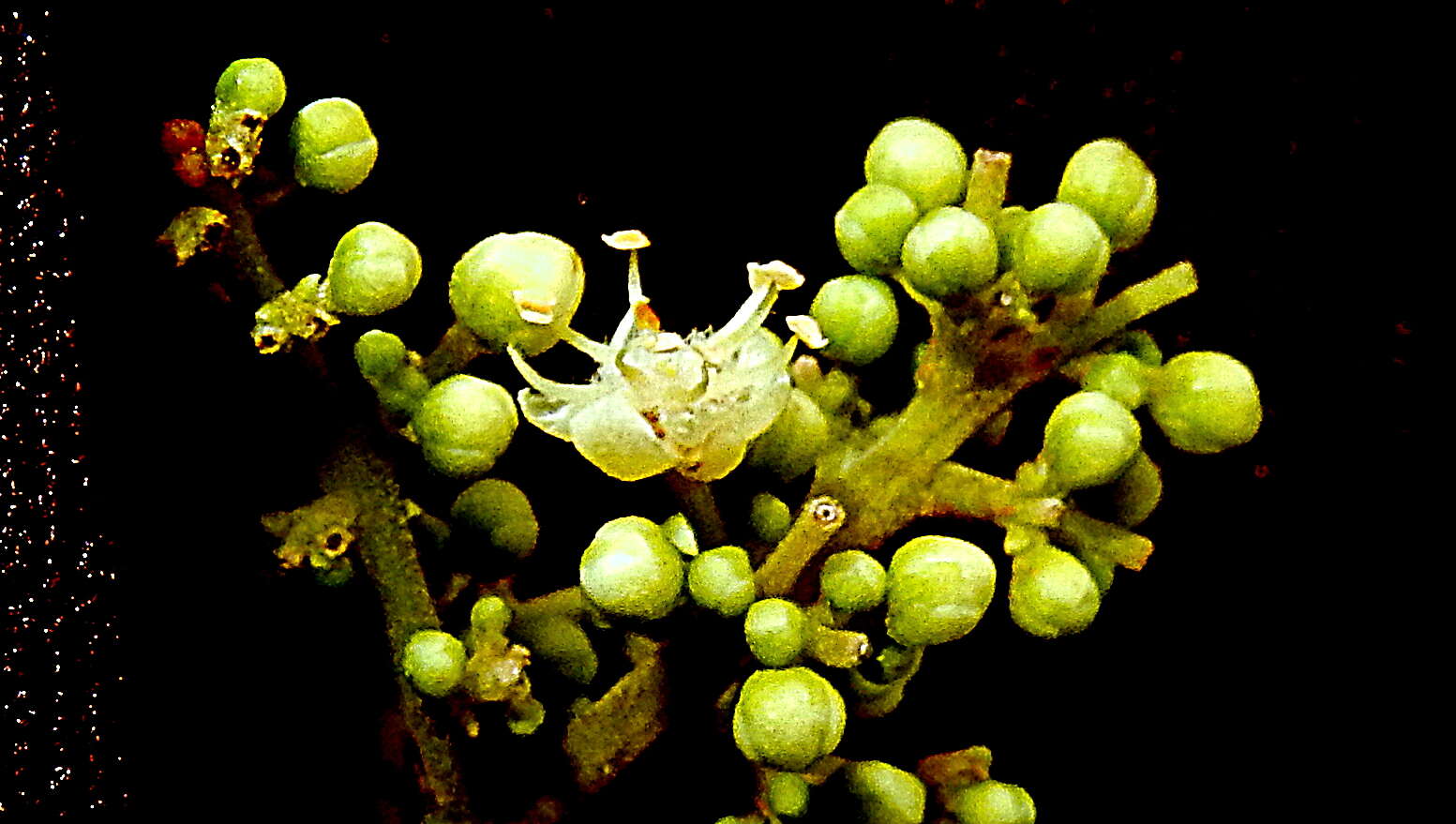 Image of wingleaf soapberry