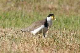 Image of Masked Lapwing