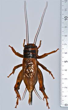 Image of Brachytrupes grandidieri Saussure 1877