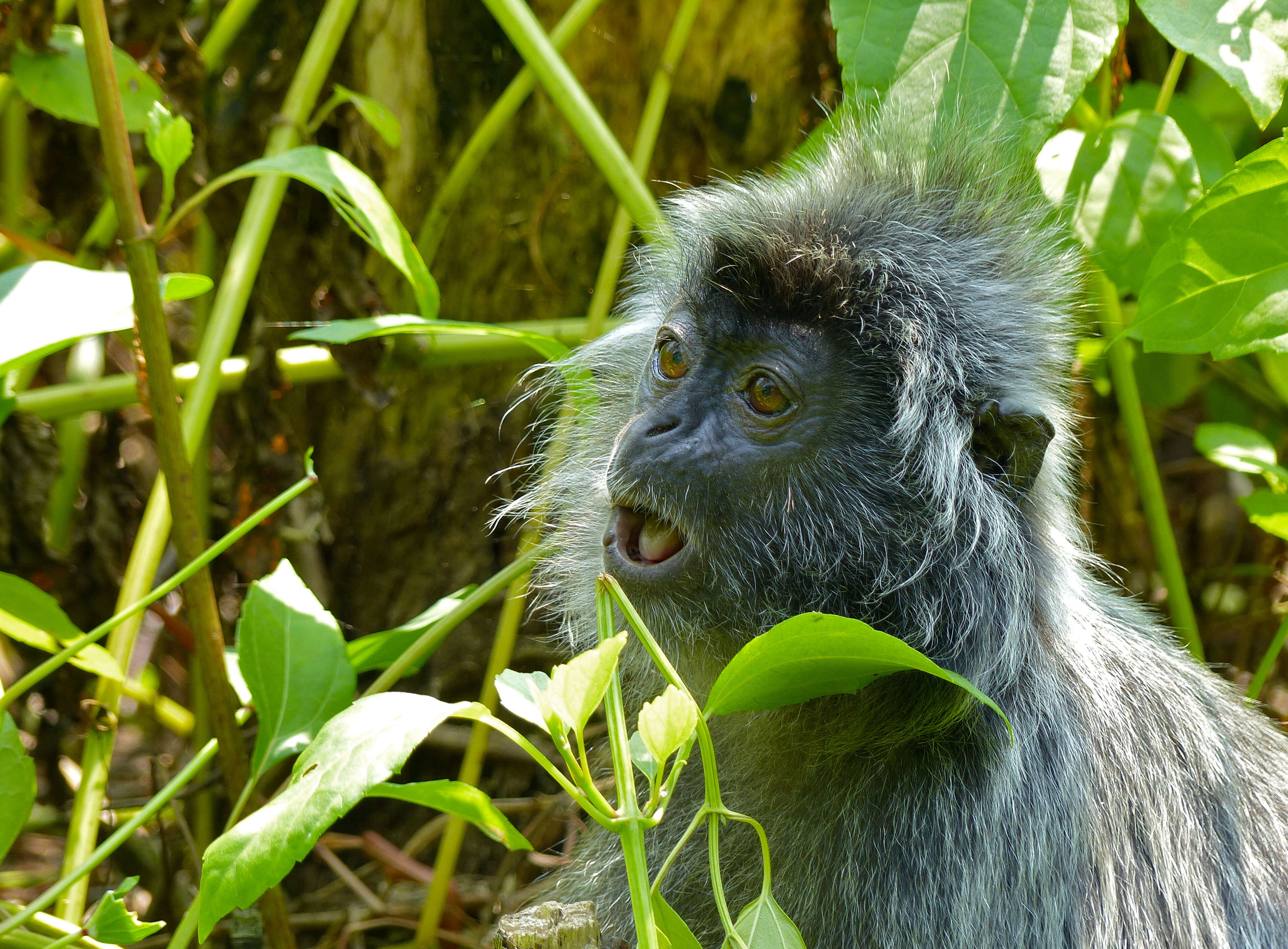 Image of Lutungs or leaf monkeys