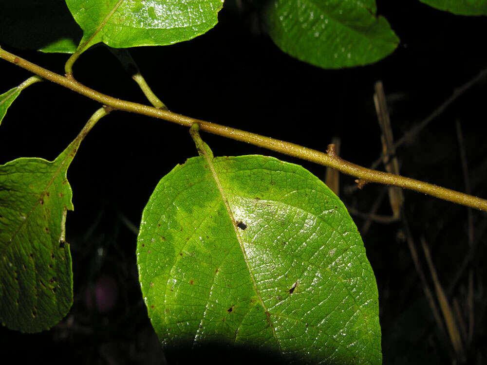 Plancia ëd Varronia spinescens (L.) A. Borhidi