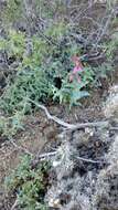 Image of Sunset Crater beardtongue