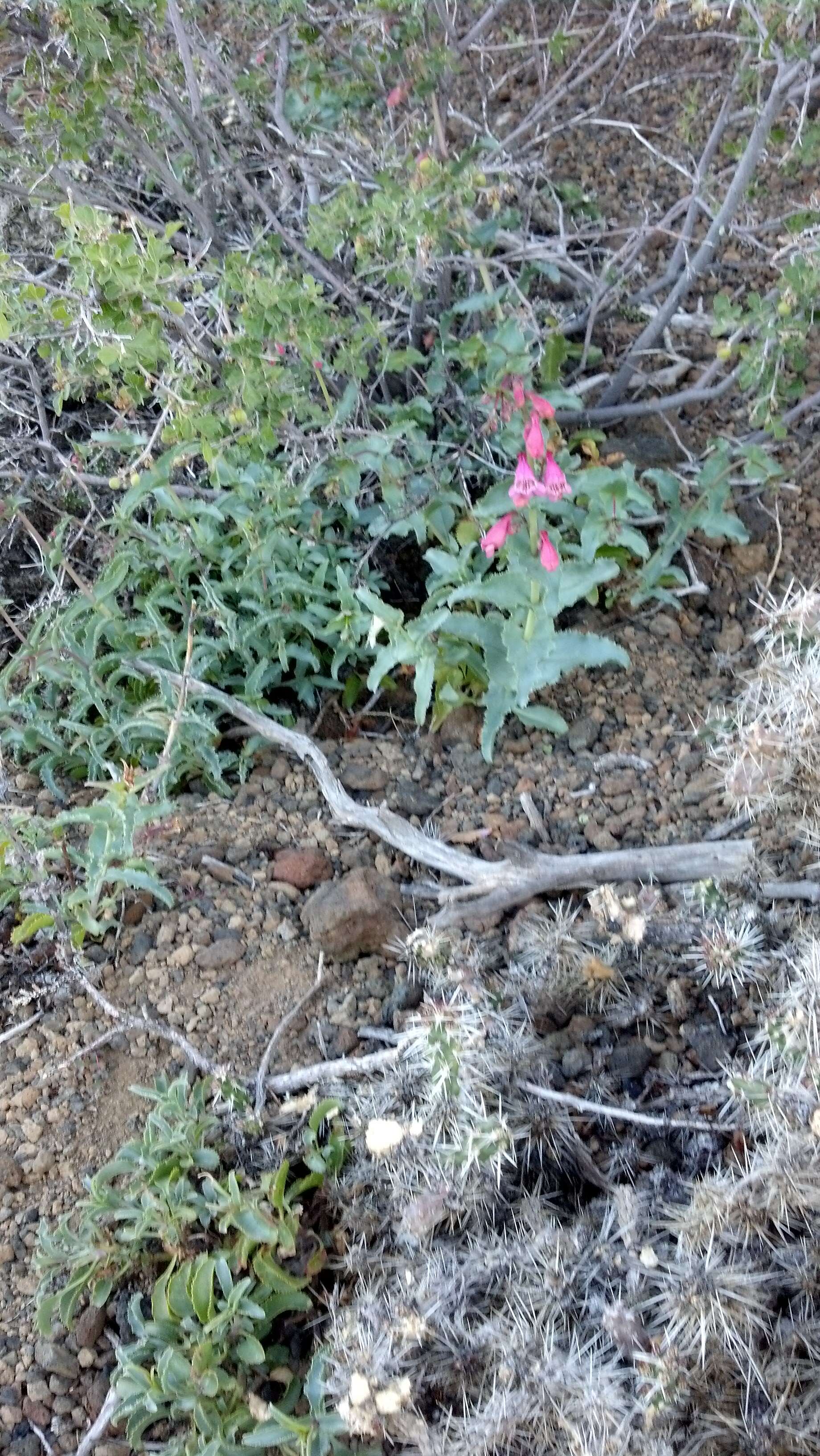 Image of Sunset Crater beardtongue