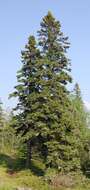 Image of spruce