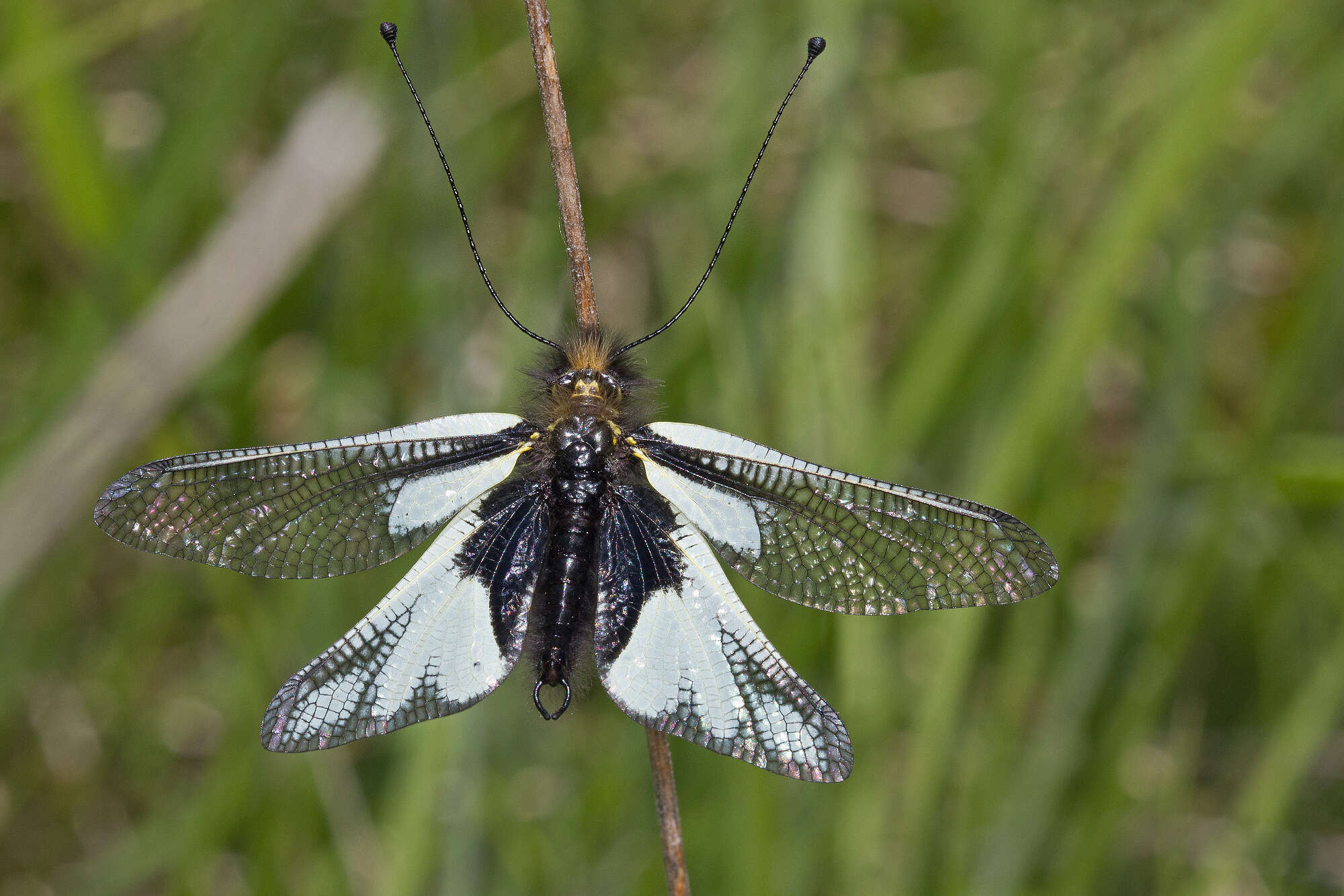 Image of Owly sulphur