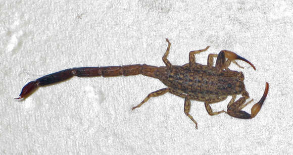 Image of Lychas marmoreus (C. L. Koch 1844)