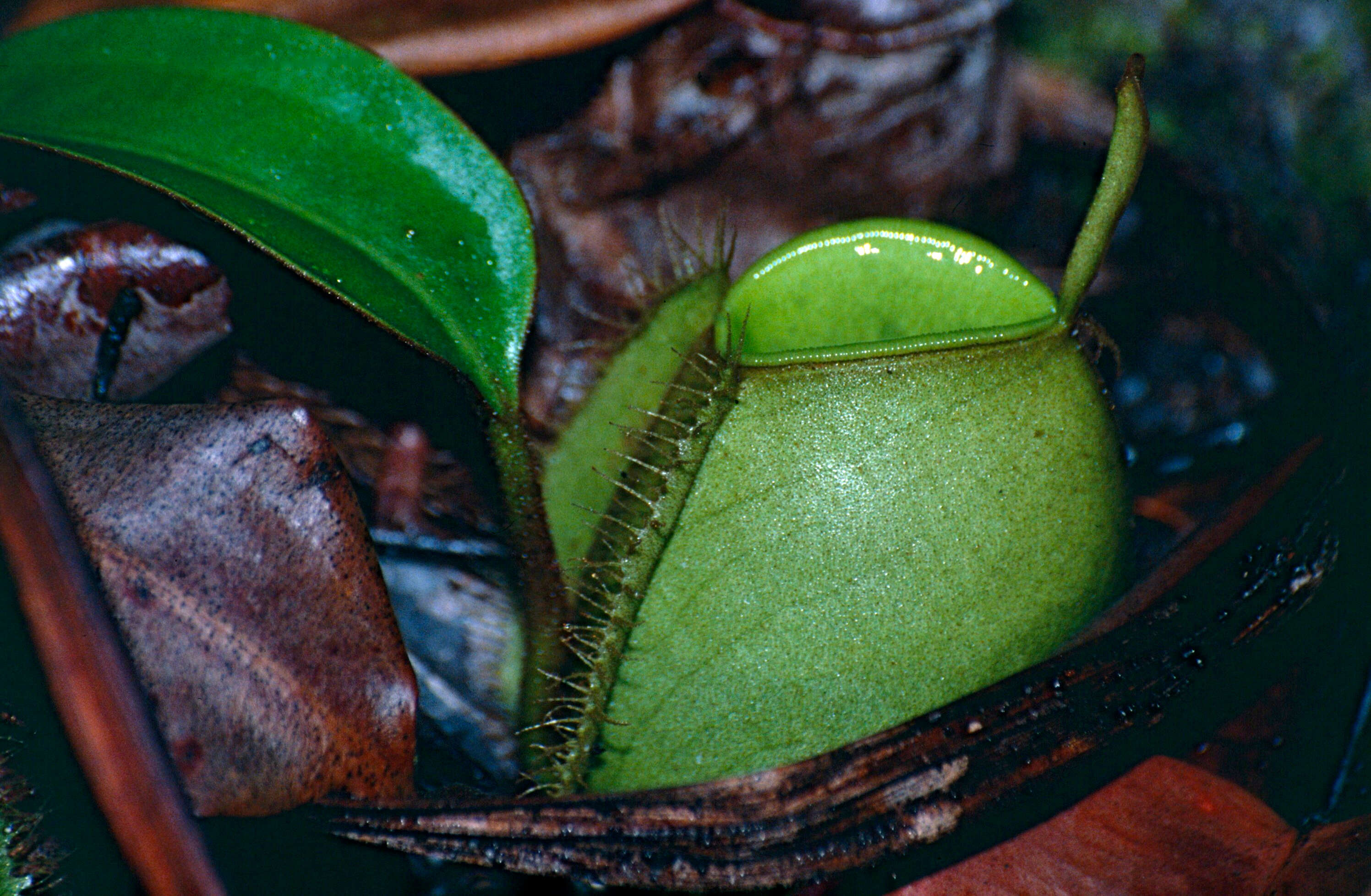 Image of Flask-Shaped Pitcher-Plant