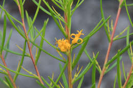 Image of Persoonia juniperina Labill.