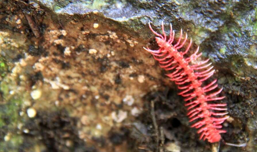 Image of Desmoxytes purpurosea Enghoff, Surachit & Panha 2007