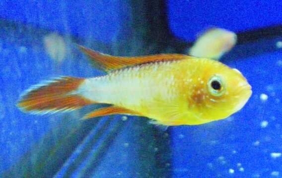 Image of Agassiz&#39;s dwarf cichlid