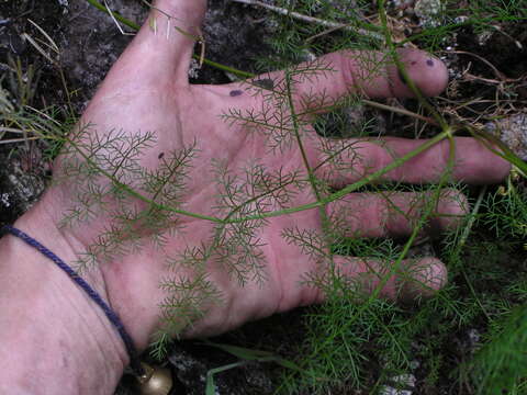 Image of Brunsfeld's desertparsley