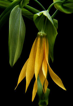 Image of bellwort