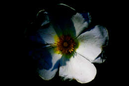 Image of Rockrose