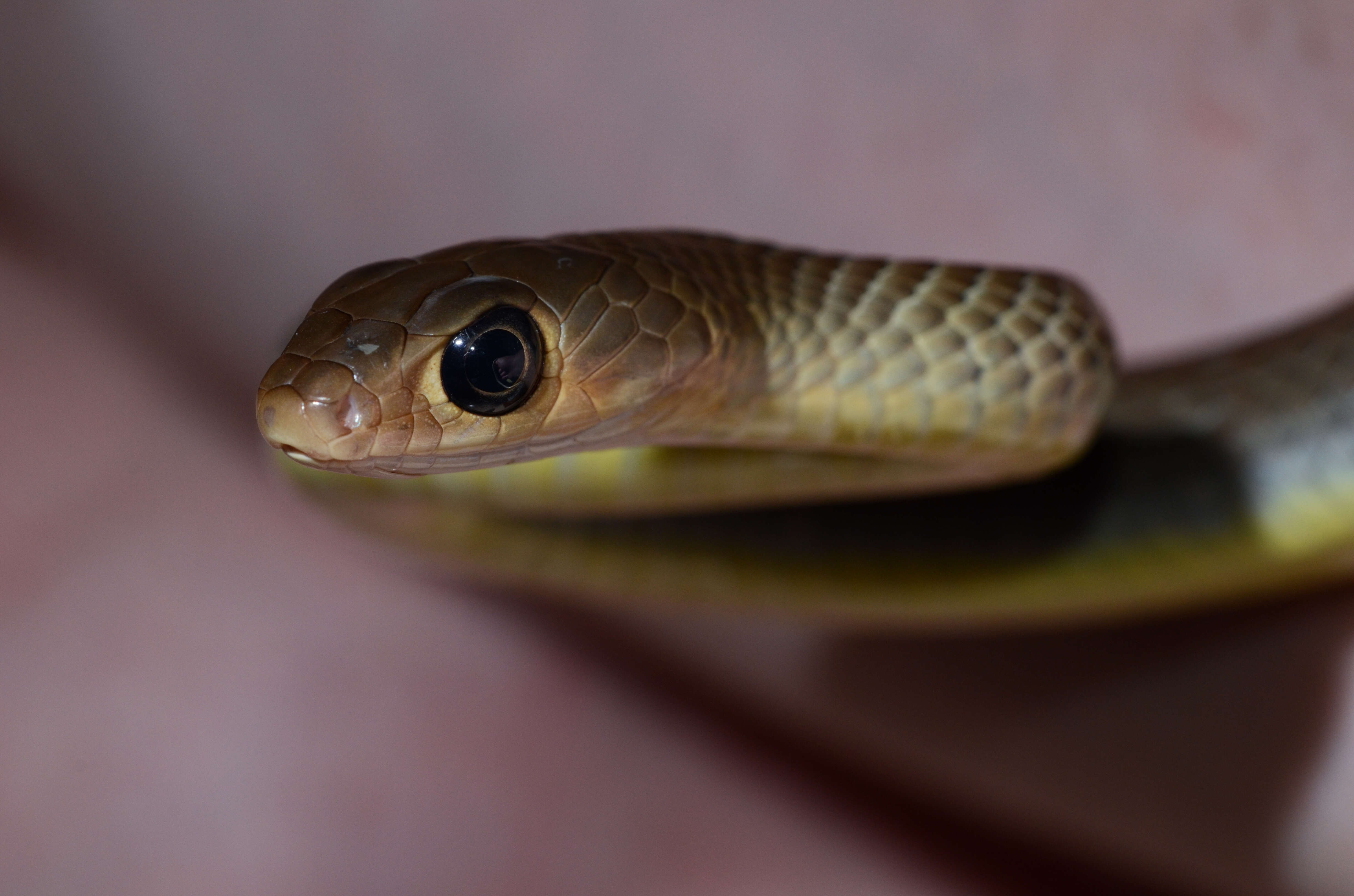 Image of Asian Rat Snakes