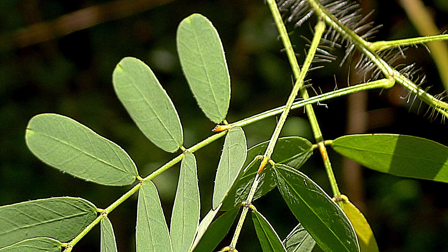 Senna aversiflora (Herbert) H. S. Irwin & Barneby resmi