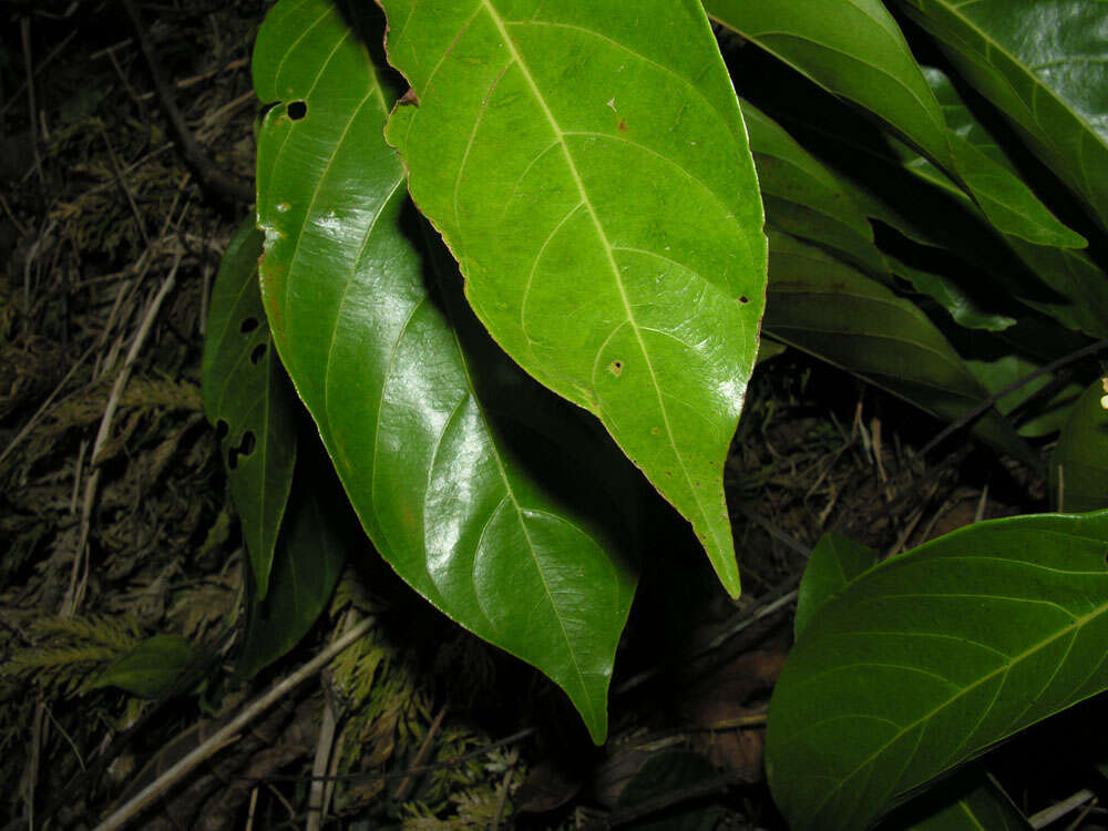 Image de Nectandra membranacea (Sw.) Griseb.