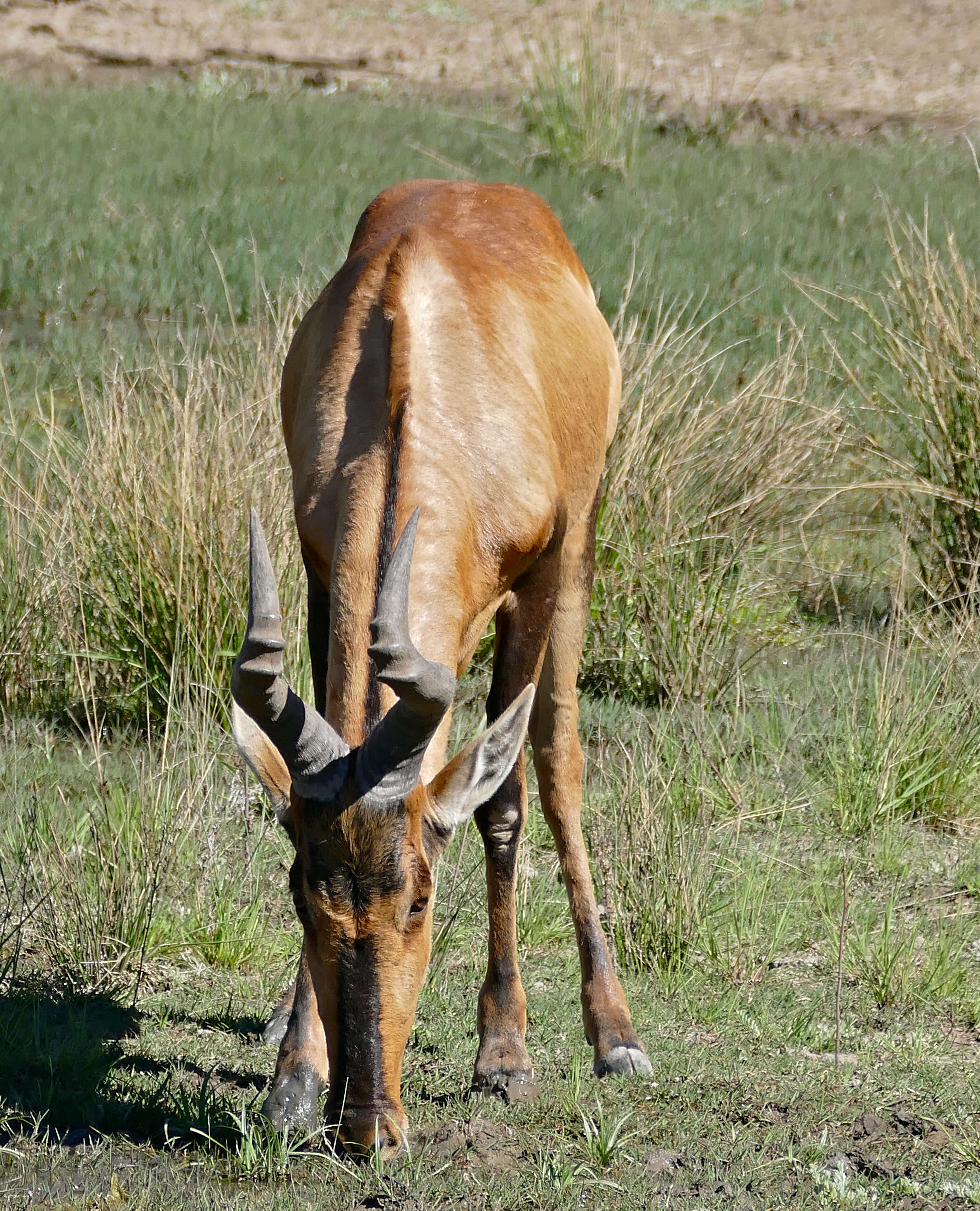 Image of Hartebeest