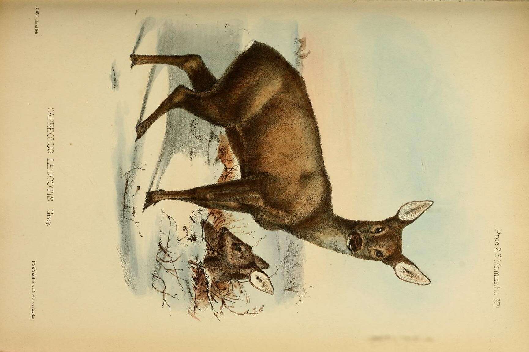 Image of Roe Deer