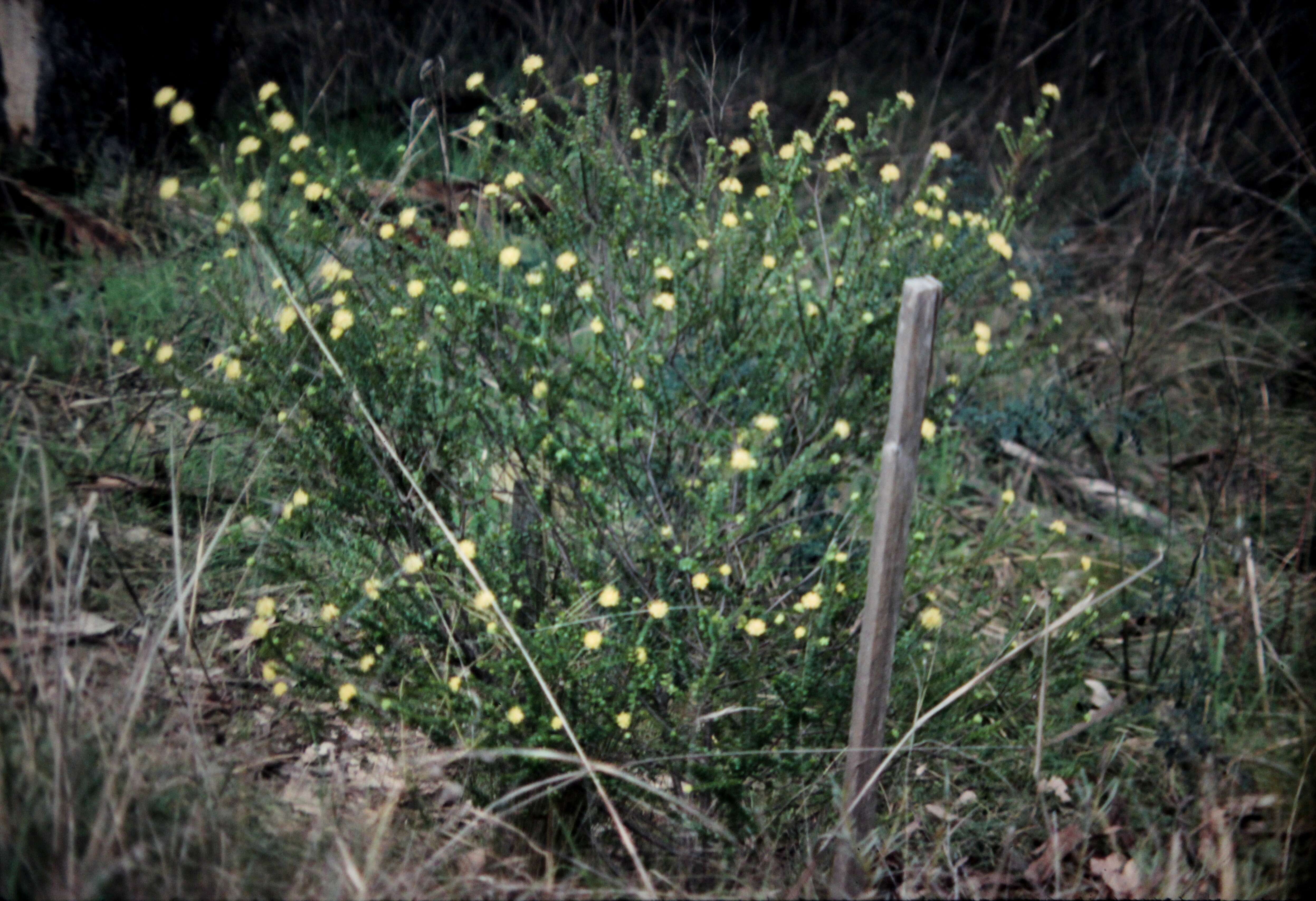 Image of Leionema rotundifolium (Endl.) Paul G. Wilson