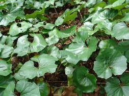 Image of Ligularia tussilaginea