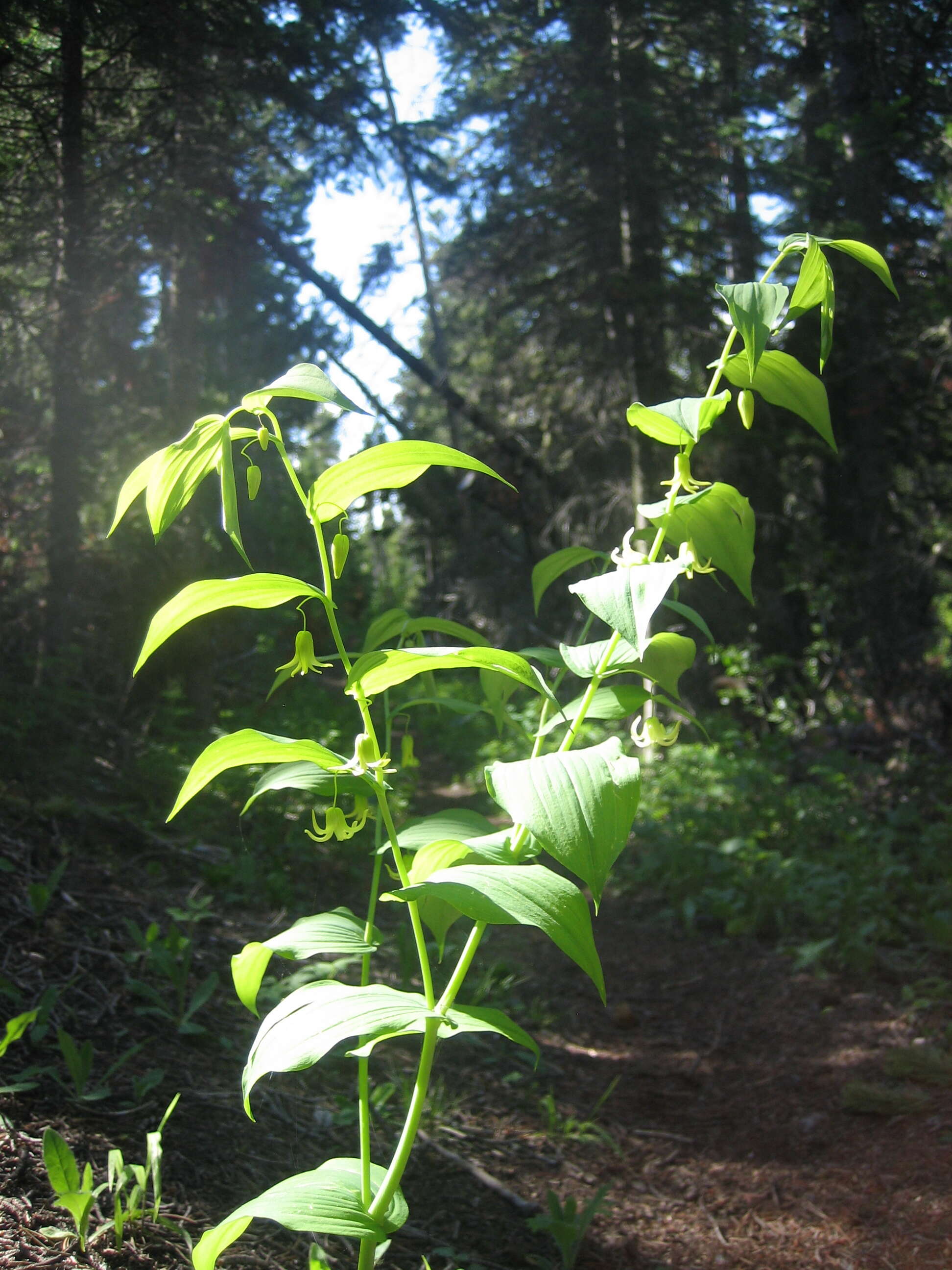 Image of Solomon's Seal