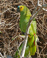 Image of Blue-fronted Amazon