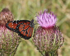 Image of Monarch Butterfly