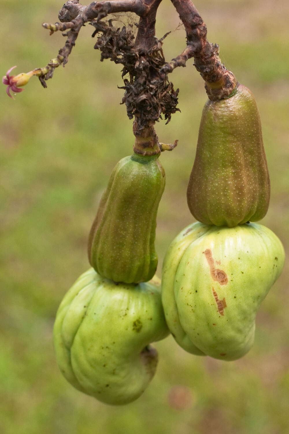 Image of cashew