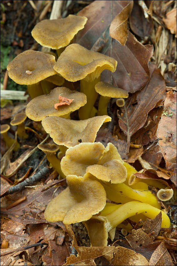 Image of Craterellus