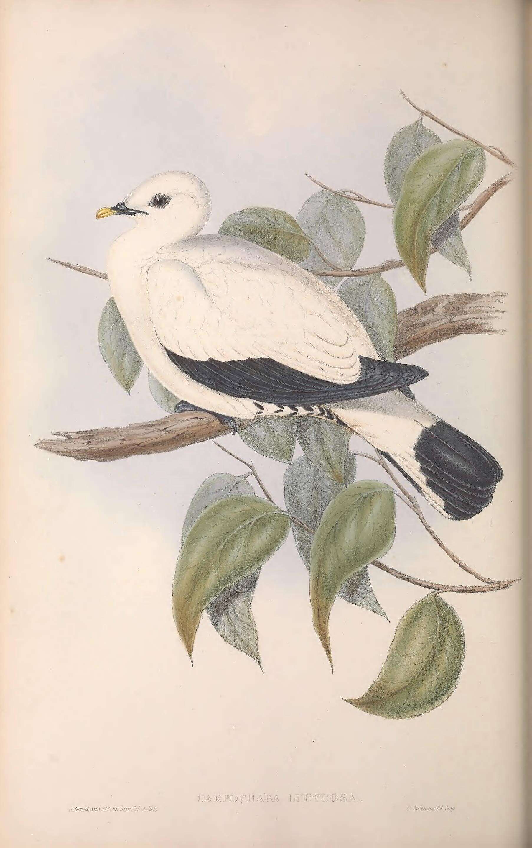 Image of Ducula Hodgson 1836
