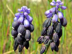 Image of starch grape hyacinth