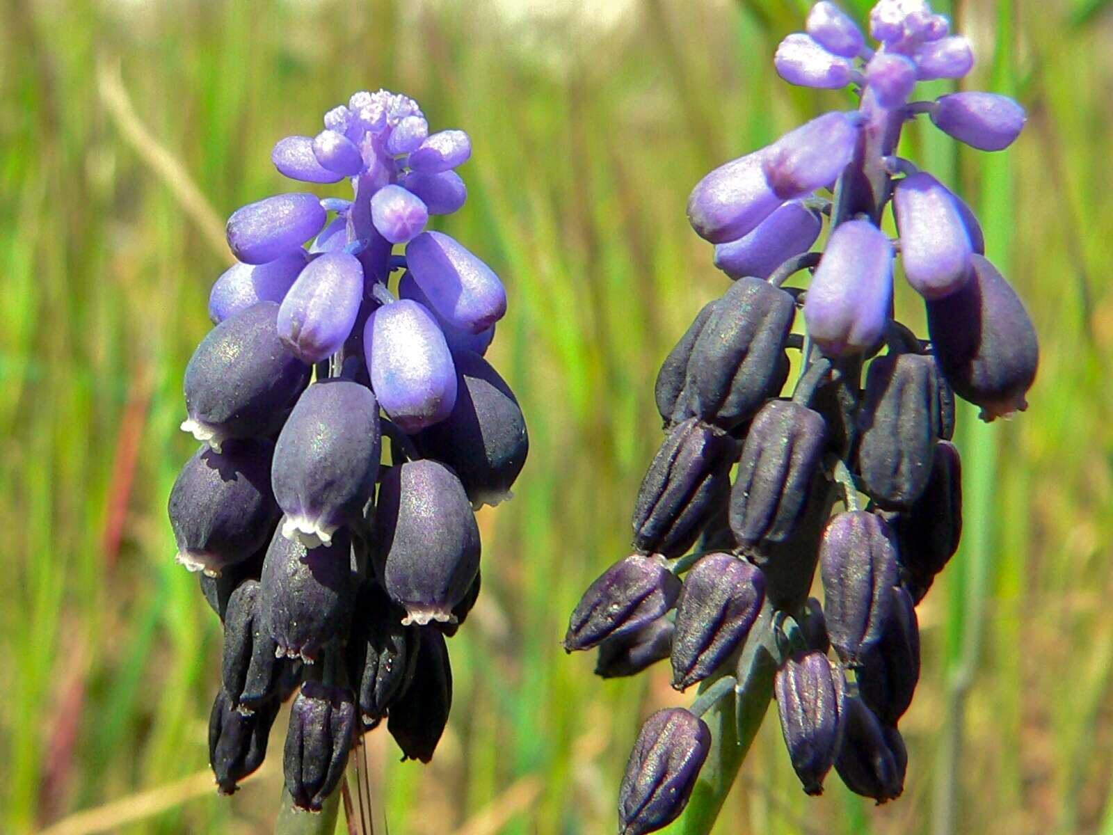 Image of starch grape hyacinth