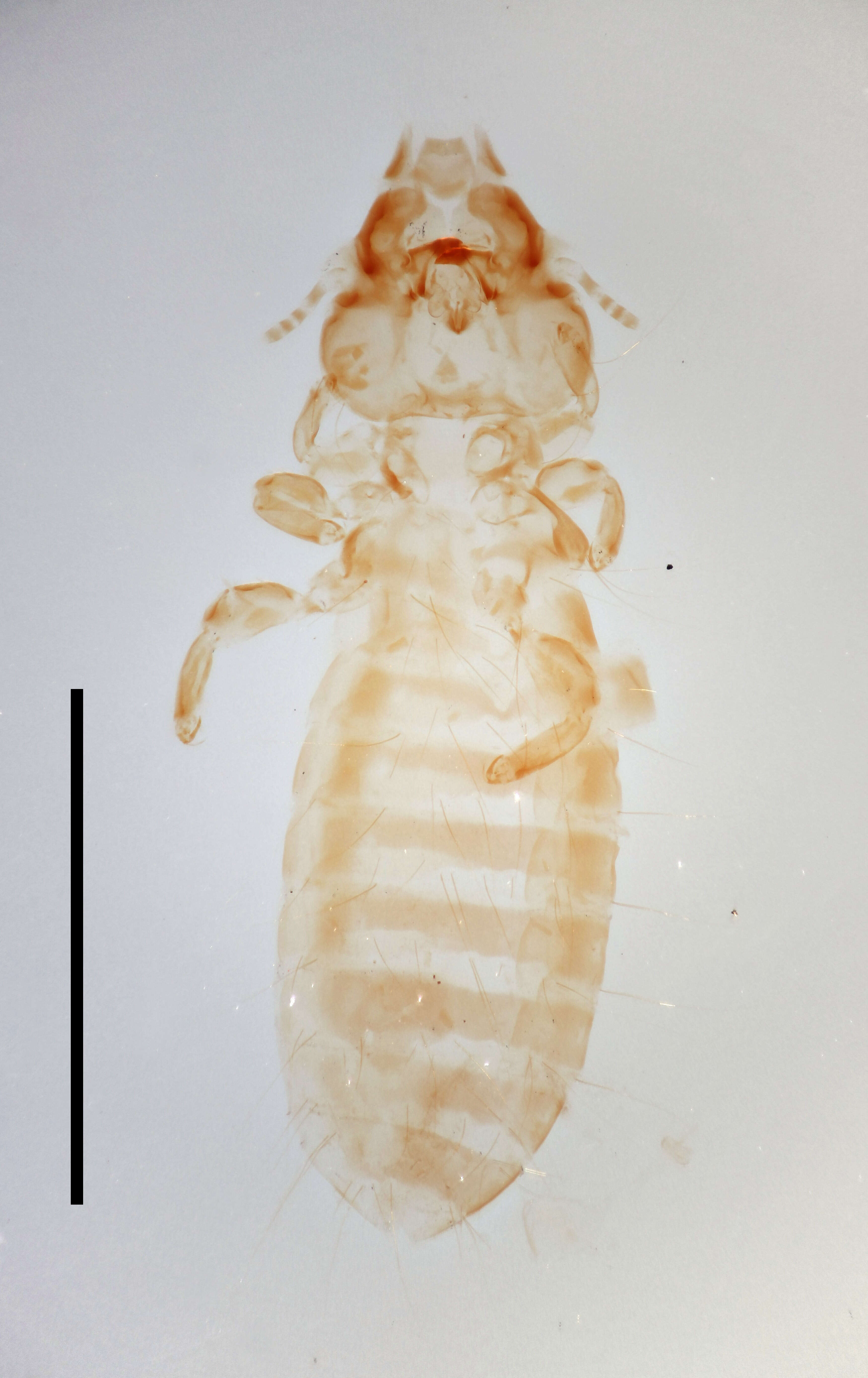 Image of Exopterygota