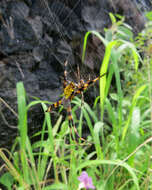 Image of Garden spider