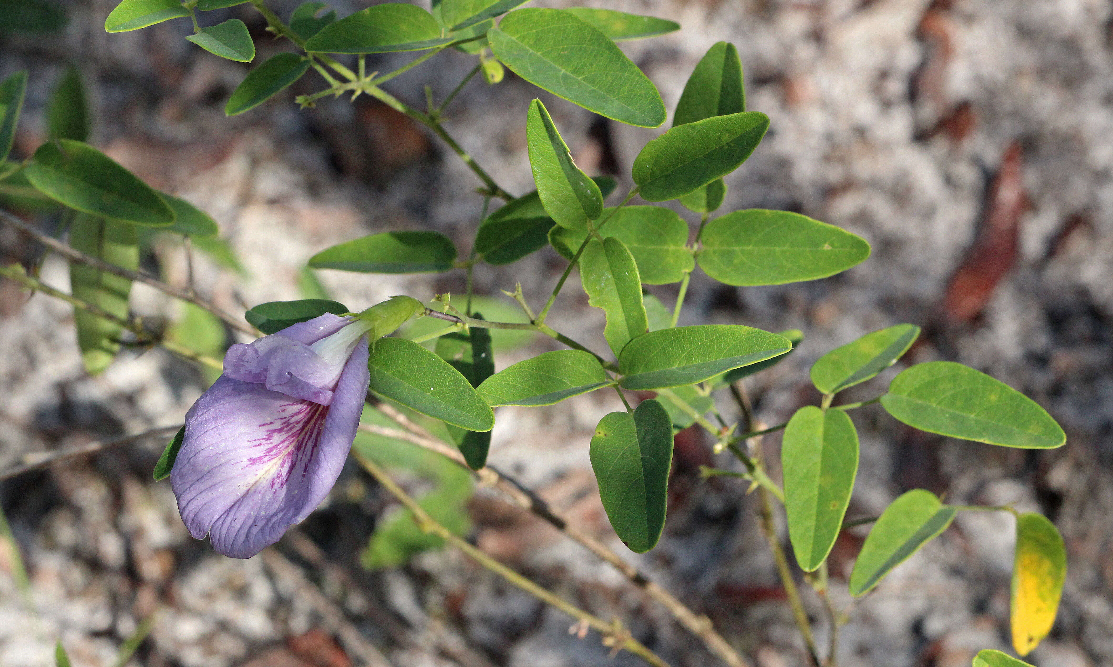 صورة Clitoria mariana L.