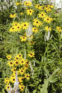 Image of blackeyed Susan