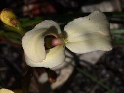 Stylidium schoenoides DC. resmi