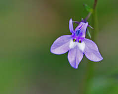 Image de Lobelia feayana A. Gray