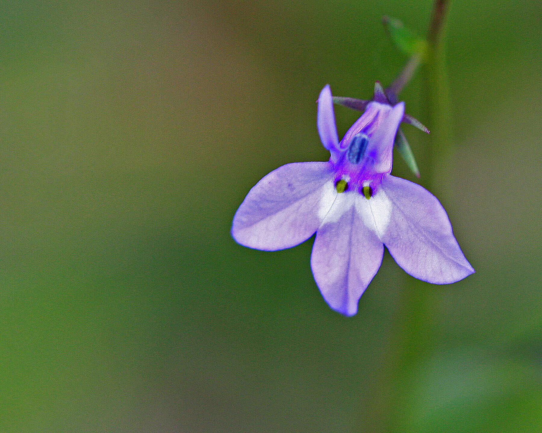 Image de Lobelia feayana A. Gray