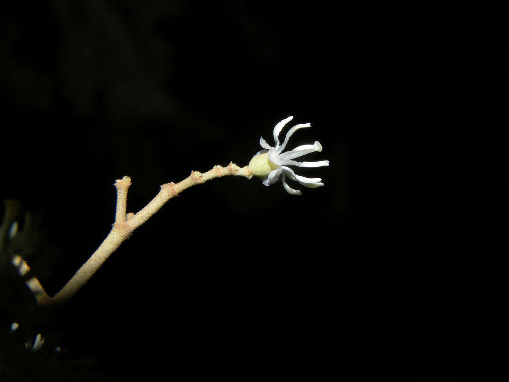 Слика од Miconia argentea (Sw.) DC.
