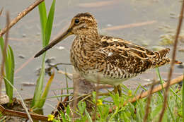 Image de Gallinago Brisson 1760