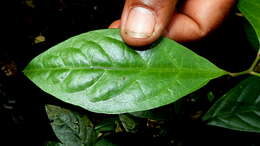 Image of Solanum bahianum S. Knapp