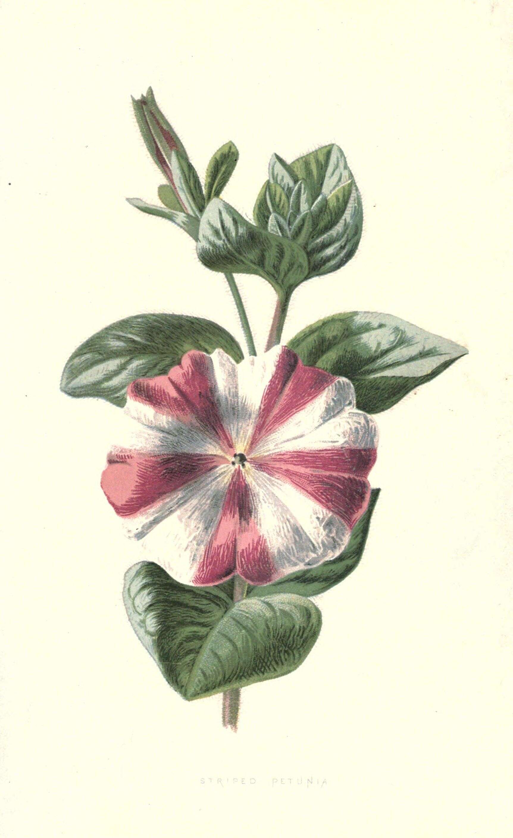 Image of petunia